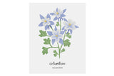 Colorado Columbine - State Flower Art Print