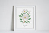Louisiana Magnolia - State Flower Art Print