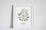 Mississippi Magnolia - State Flower Art Print