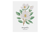 Mississippi Magnolia - State Flower Art Print