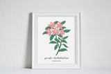 Washington Pacific Rhododendron - State Flower Art Print